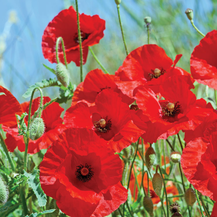 field of poppies 