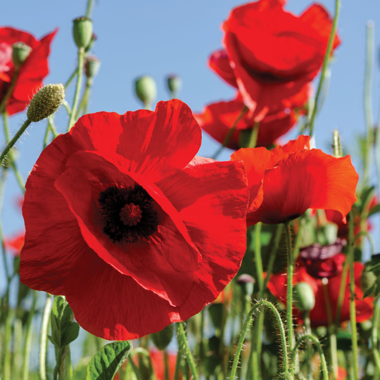 field of poppies 