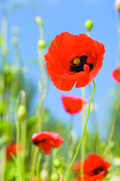 poppy fund usage