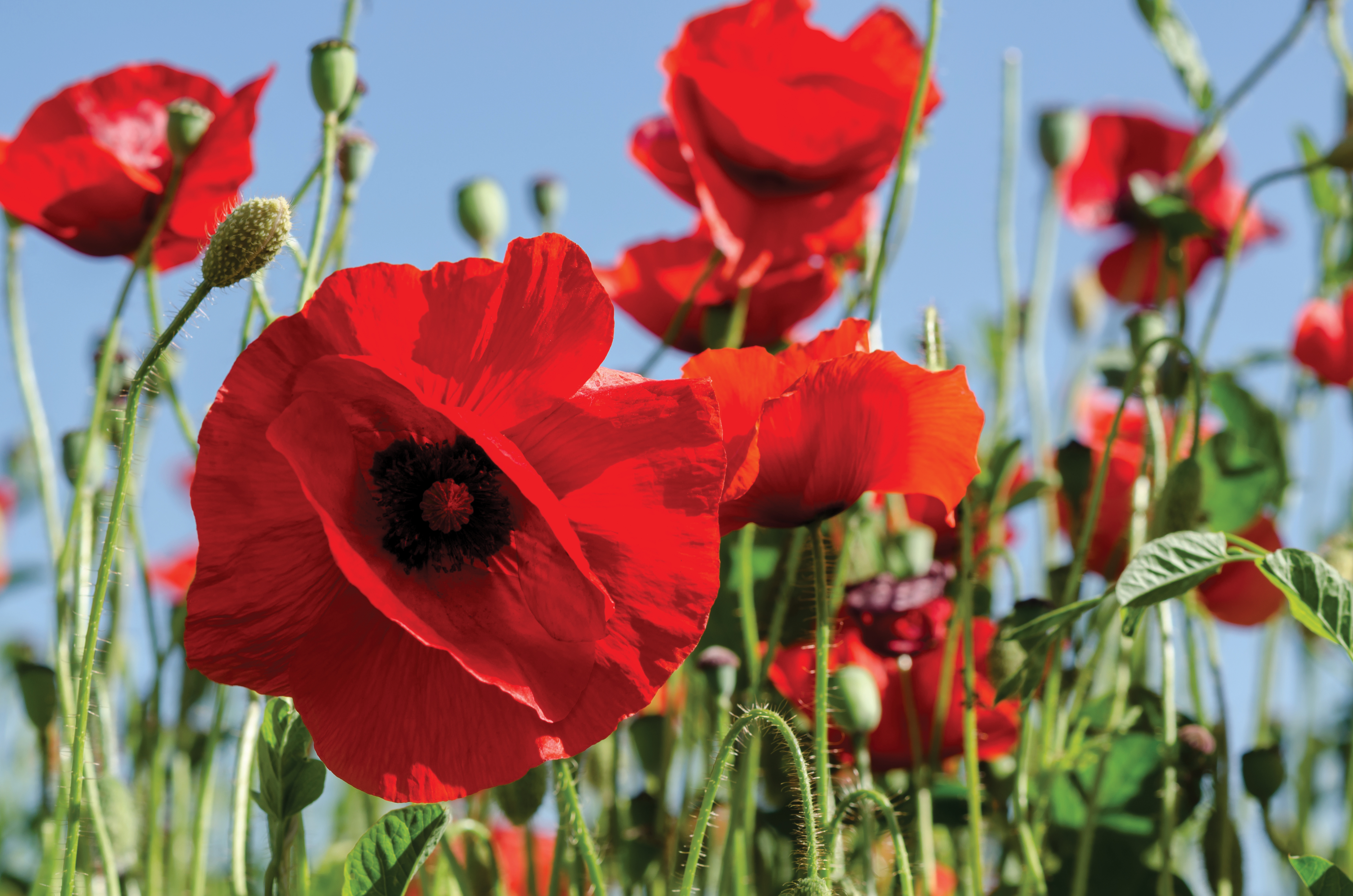 field of poppies