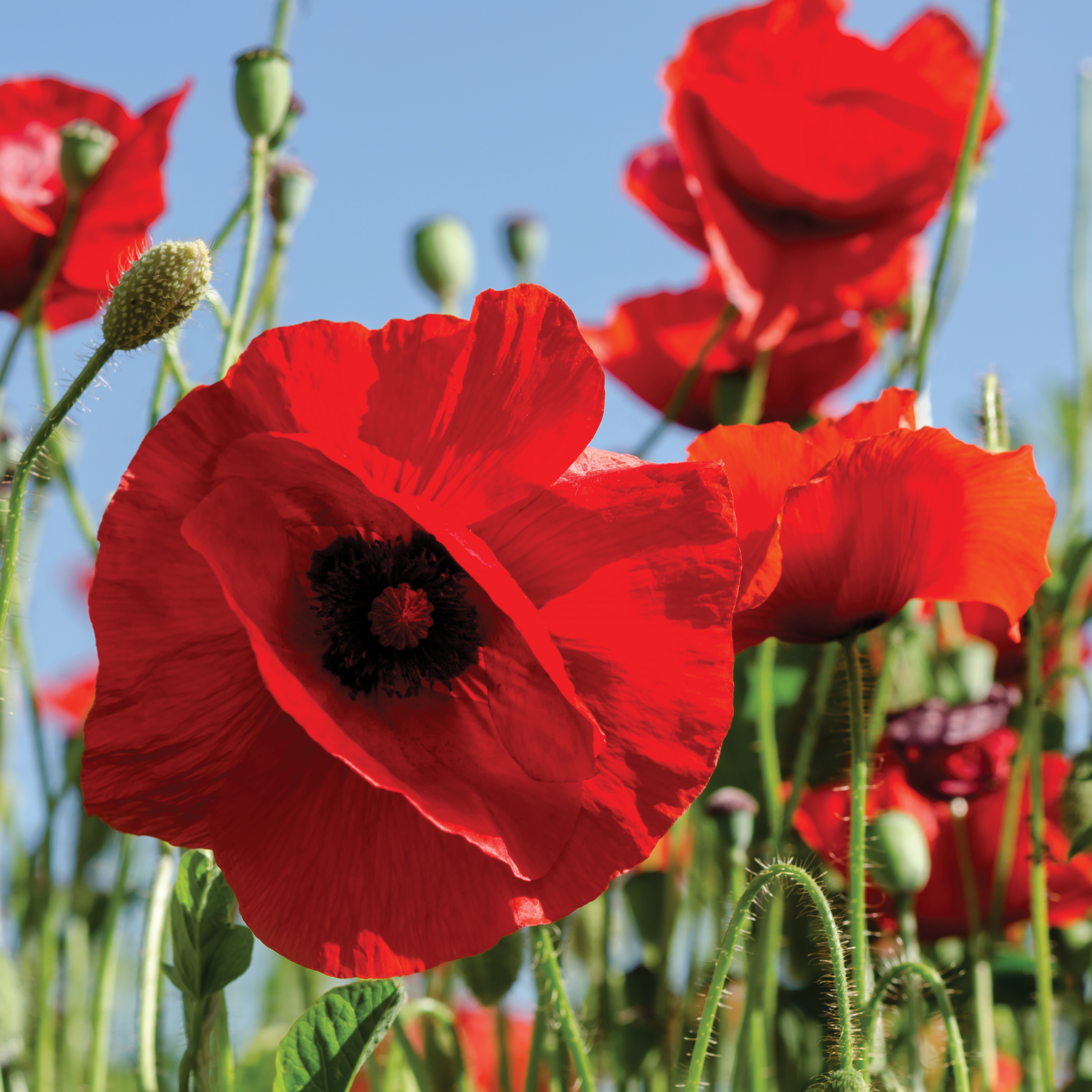 National Poppy Day 2023: What the red flower represents