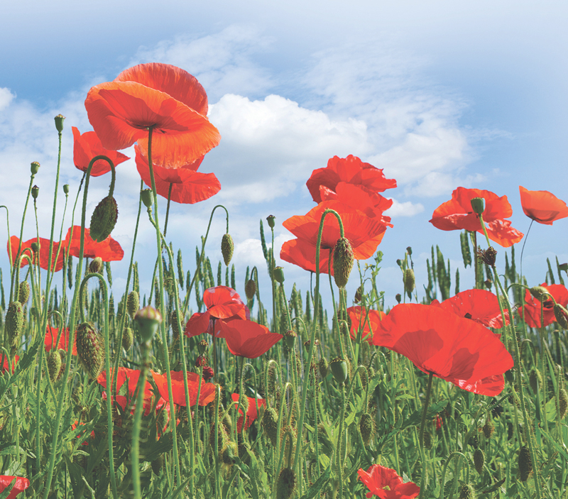 field of poppies