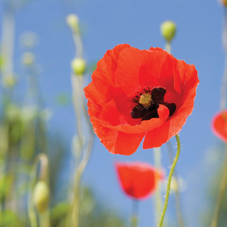 poppy flower 